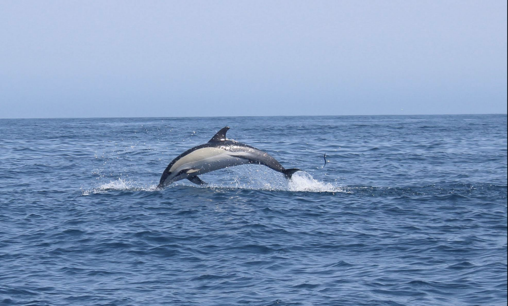 Salema Tours​